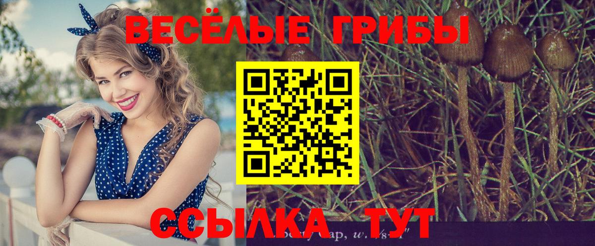 Рыбинск  Галлюциногенные грибы Psilocybine cubensis  Вход с VPN 